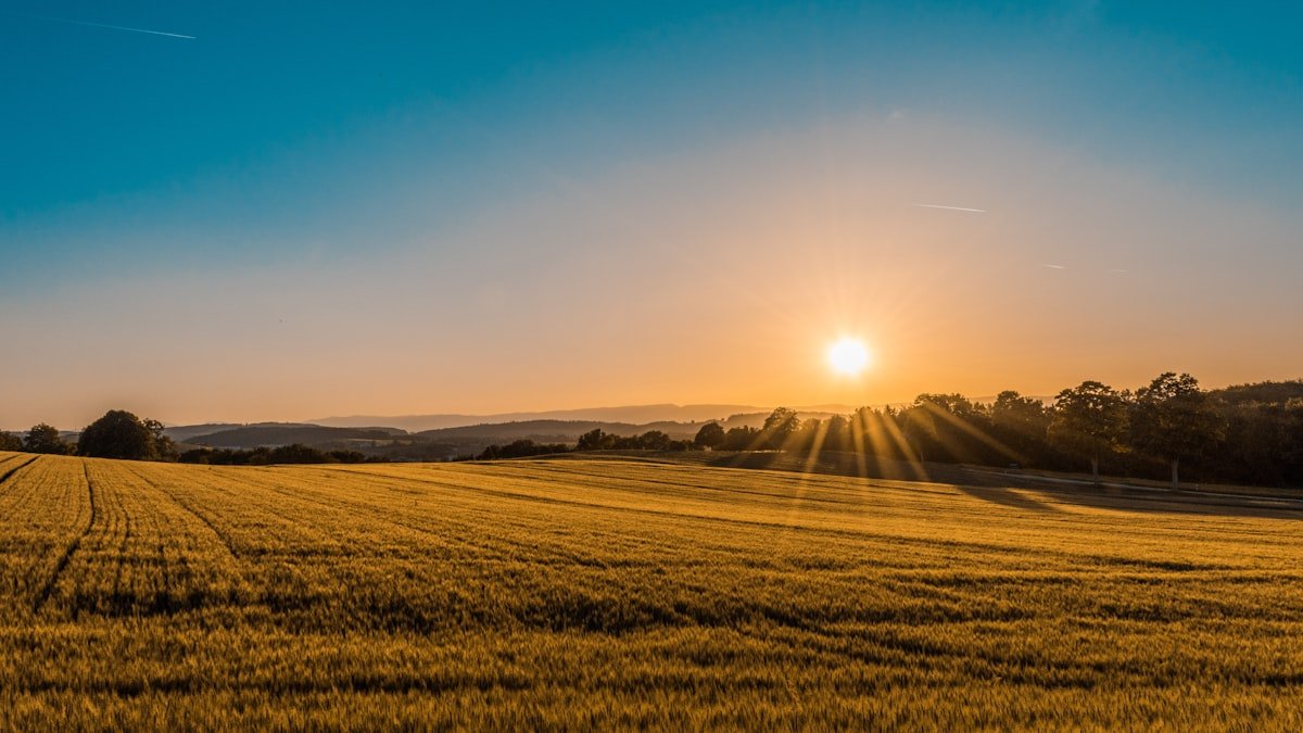 Crop field at sunrise for agriculture
